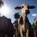 União Europeia oficializa veto a carne brasileira a partir de setembro